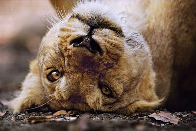 Asian Lion Photo