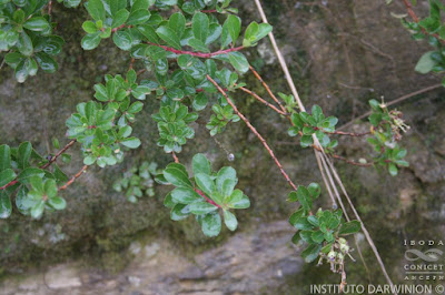 Escallonia hypoglauca