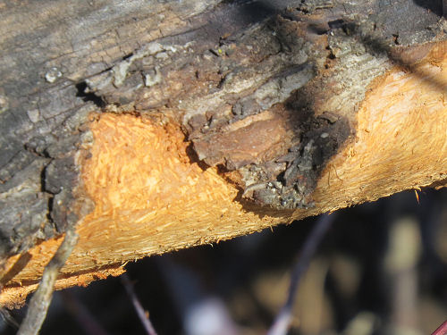 chewed apple bark