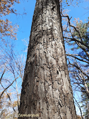 Липа амурская (Tilia amurensis)