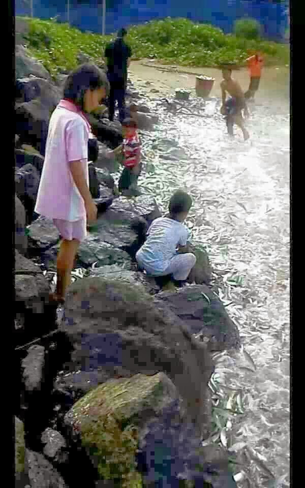 Lahad Datu Ikan Naik Ke Darat Permaisury Cinta Haty
