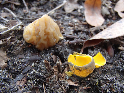 grzyby 2017, grzyby na wiosnę, grzyby w marcu, Entoloma vernum dzwonkówka wiosenna, Verpa bohemica naparstniczka czeska, Morchella conica smardz stożkowaty, Tubaria furfuracea trąbka otrębiasta, Trichia decipiens kędziorek mylny, Sarcoscypha austriaca czarka austriacka, Oranżówka wrzecionowatozarodnikowa - Byssonectria fusispora