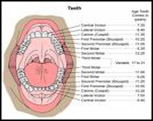 kinds of Teeth “permanent teeth”