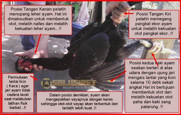 Persiapan dan Pemanasan Ayam Aduan Sebelum Bertarung