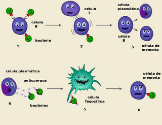 Resultado de imagen para antigenos