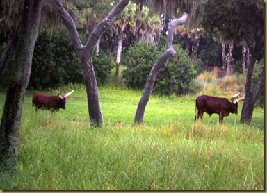 IMG_0511 IMG_0511