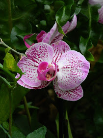 Phalaenopsis hybrid at Etobicoke's Centennial Park Conservatory by garden muses-not another Toronto gardening blog