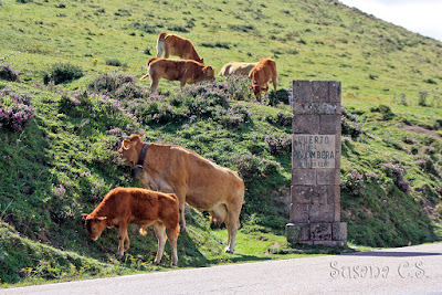 Vacas pastando en el Puerto de Palombera - Cantabria