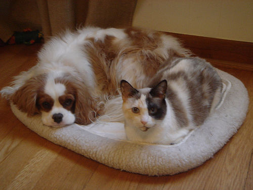 cuteu0026ampcool pets 4u cute cats and dogs pictures cats dogs 500x375