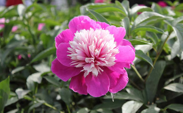 Peony Flowers Pictures