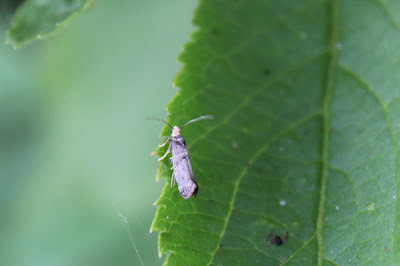 Variabele Spitskopmot - - Ypsolopha ustella