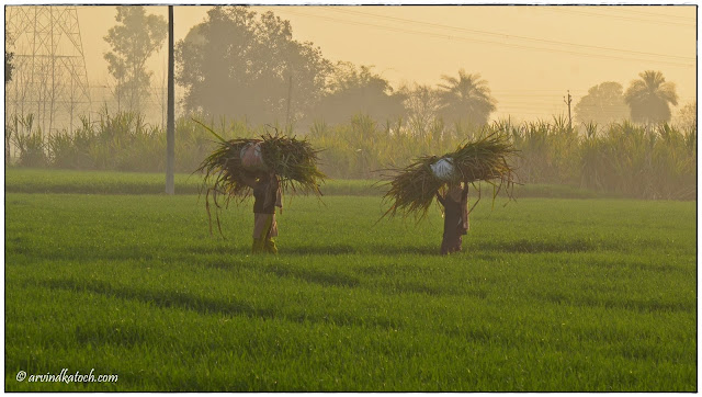 Beautiful Punjab Fields, Two Women, Carrying, heavy load, head, Fields,