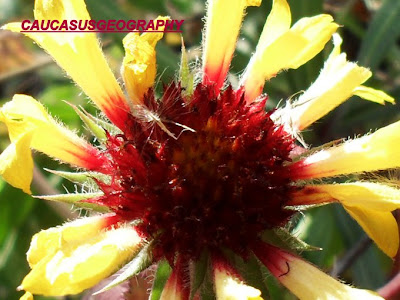 free blanket flower image 