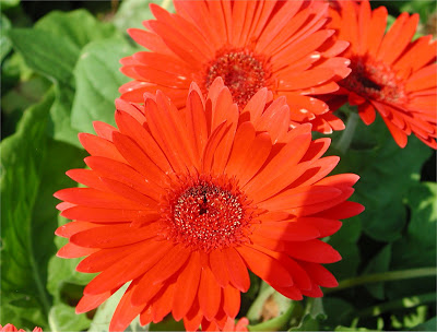 Gerbera Daisy Flower 4