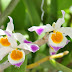 Dendrobium crystallinum - Hoàng thảo ngọc thạch
