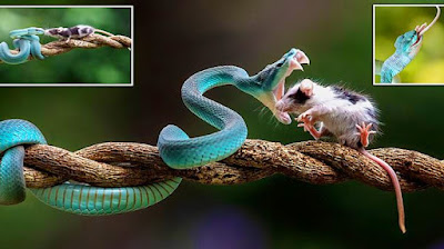 A Curious Mouse Sniffs A Blue Viper, Which Devours It With A Flash Of Its Teeth