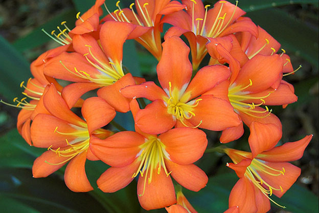 types of flowers rare Orange Amaryllis Flower | 624 x 416
