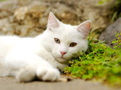 Cat Standard Resolution Wallpaper 33