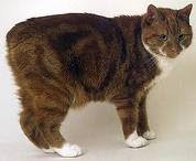 Specifically  Type of  Manx  Cat - The Breeds