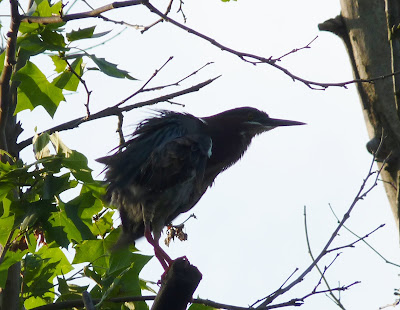 green heron in tree