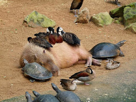 Funny animals of the week - 27 December 2013 (40 pics), ducks and turtles getting warms from capibara