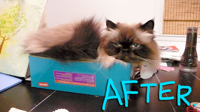 cat-before-after-02