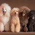 Poodles: Your Comprehensive Guide to this Beloved Breed