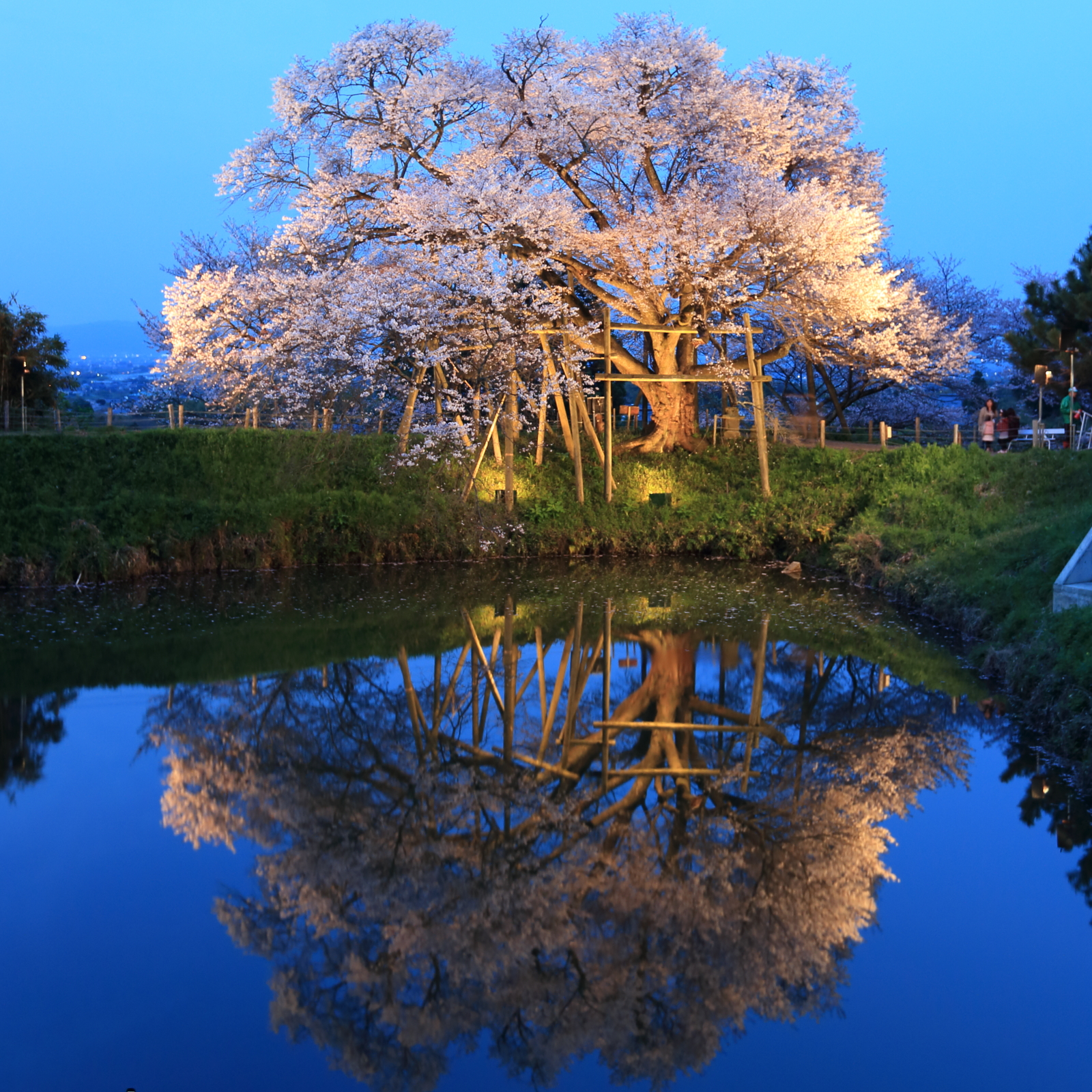 浅井の一本桜の写真