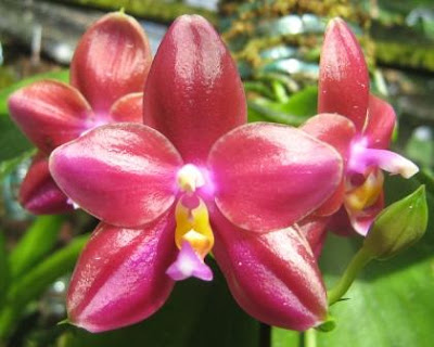 orchid close up