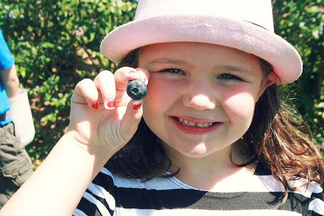 Blueberry picking