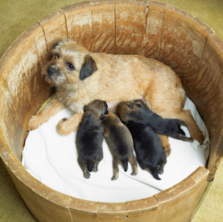 dog with new born puppies