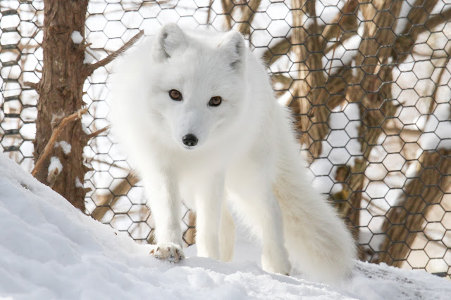 Arctic Fox by Mark Dumont from flickr (CC-NC)