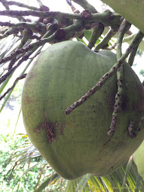 Kelapa Pandan