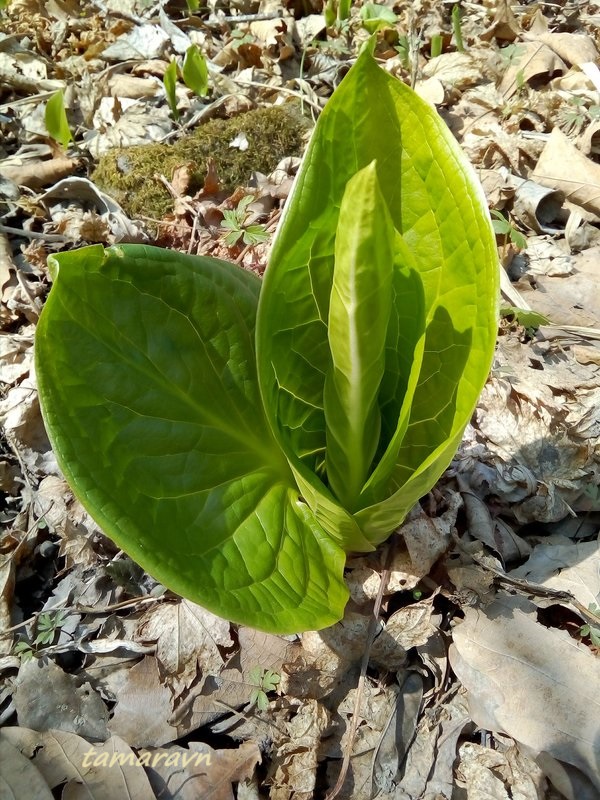 Связноплодник почколистный (Symplocarpus renifolius)