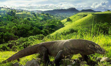 Taman Nasional Komodo Beserta Flora dan Faunanya