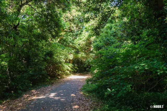 千葉県館山市の沖ノ島の鬱蒼とした森