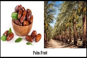 Guide to Farming Date Palm Fruit