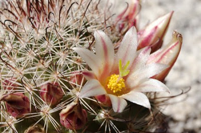 cactus in bloom