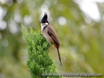 Red-whiskered Bulbul (Pycnonotus jocosus)