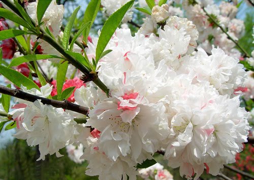 Flores de Pêssego