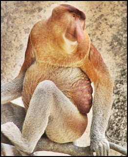 Proboscis monkey, bekantan,long-nosed monkey