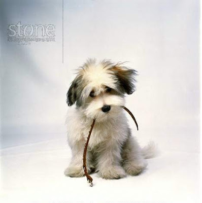 A cute puppy  - photoforu.blogspot.com