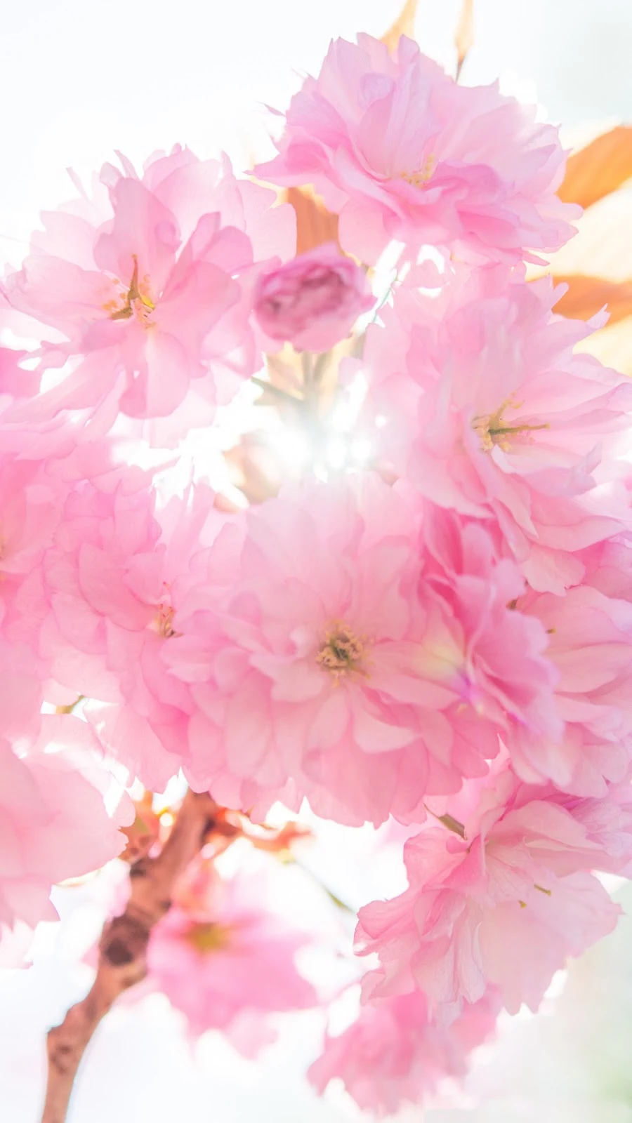 Papel de Parede Flores da Primavera