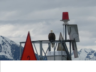 Resurrection Bay - Bald Eagle