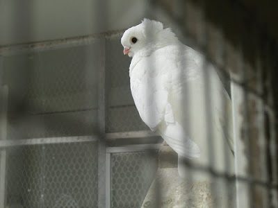 Old German Owl Pigeon