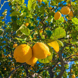 Bibit Pohon Jeruk Lemon Amrik Yang Cepat Berbuah