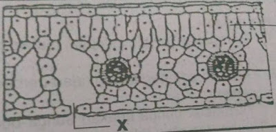 gambar jaringan bungan mapel IPA