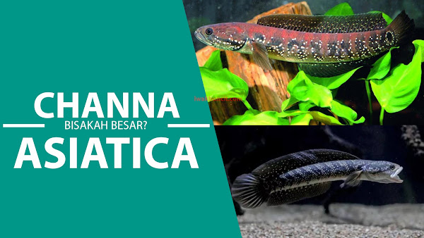 Seberapa Besar Ikan Channa Asiatica Bisa Tumbuh dan Butuh Waktu Berapa Lama?