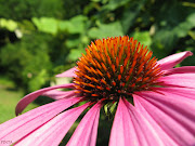 fiori come bottoni. (Echinacea purpurea) .e piccolo free da ricamare