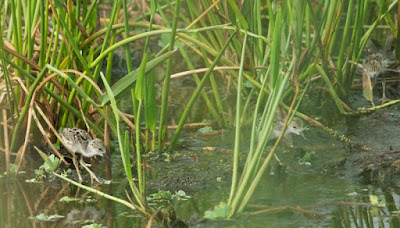 Black-necked Stilt (Himantopus mexicanus)